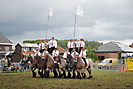 Trekpaardenhappening 2012